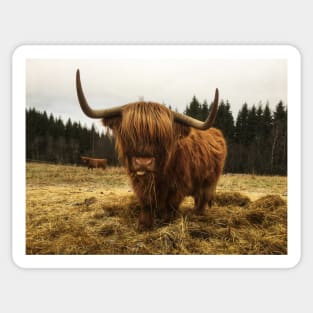 Scottish Highland Cattle Cow 2168 Sticker